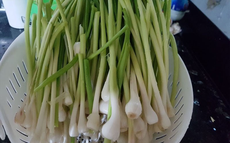 NGỔNG TỎI