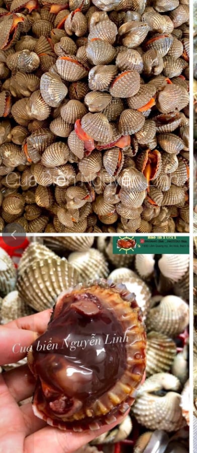SÒ HUYẾT/ỐC HƯƠNG