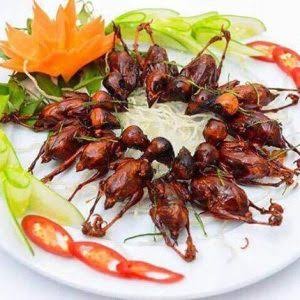 LƯỠI VỊT - BỒ CÂU