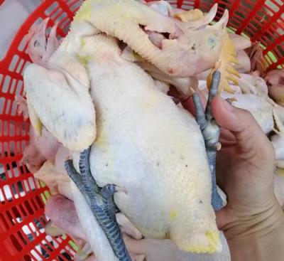 Gà Tre Sống Làm Sạch